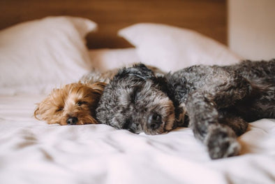 Do You Let Your Pet Sleep in Your Bed?